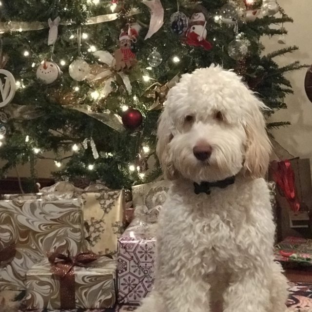 A Tillery Labradoodle at Christmas with the family