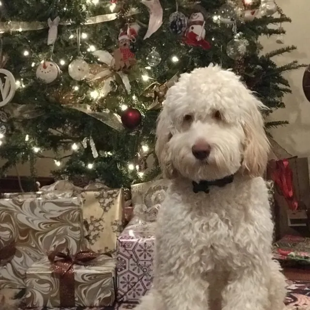 A Tillery Labradoodle at Christmas with the family
