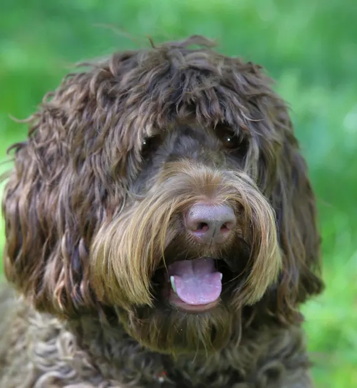 Sadie, the chocolate Australian Labradoodle foundation girl of Tillery Labradoodles, smiling on the grass