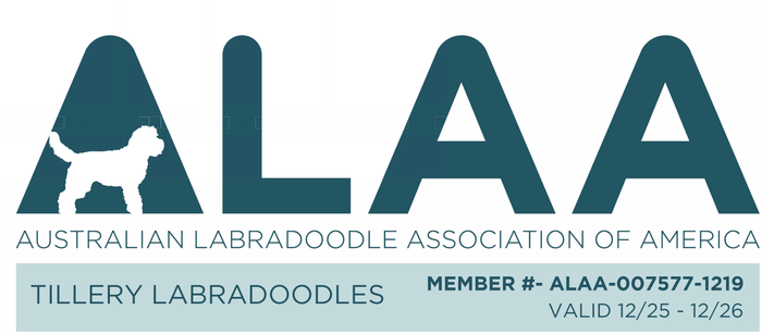 Australian Labradoodle Association of America member badge for Tillery Labradoodles, member ALAA-007577-1219