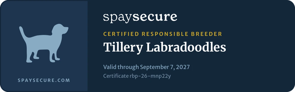 SpaySecure Certified Responsible Breeder badge for Tillery Labradoodles &mdash; certificate rbp-26-mnp22y, valid through September 7, 2027