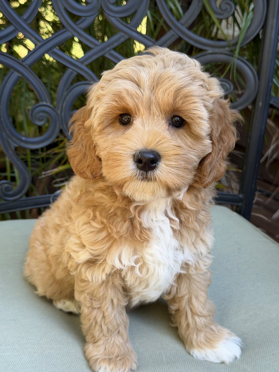 Apricot Australian Labradoodle at Tillery Labradoodles