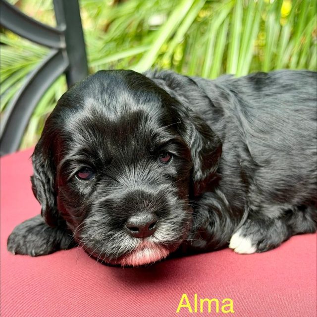 Black Australian Labradoodle at Tillery Labradoodles