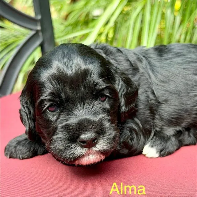 Black Australian Labradoodle at Tillery Labradoodles