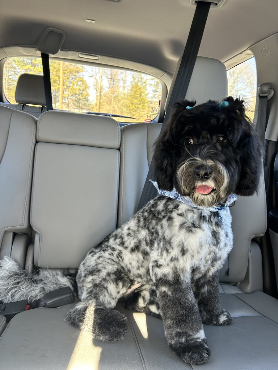 Black Roan Australian Labradoodle at Tillery Labradoodles