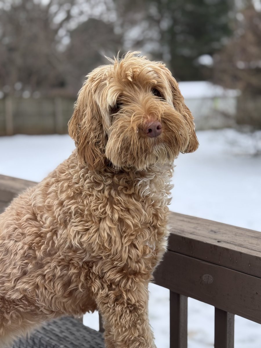 Caramel Australian Labradoodle at Tillery Labradoodles