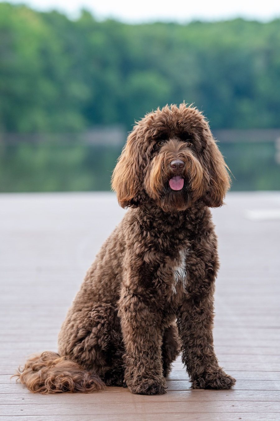 Chocolate Australian Labradoodle at Tillery Labradoodles