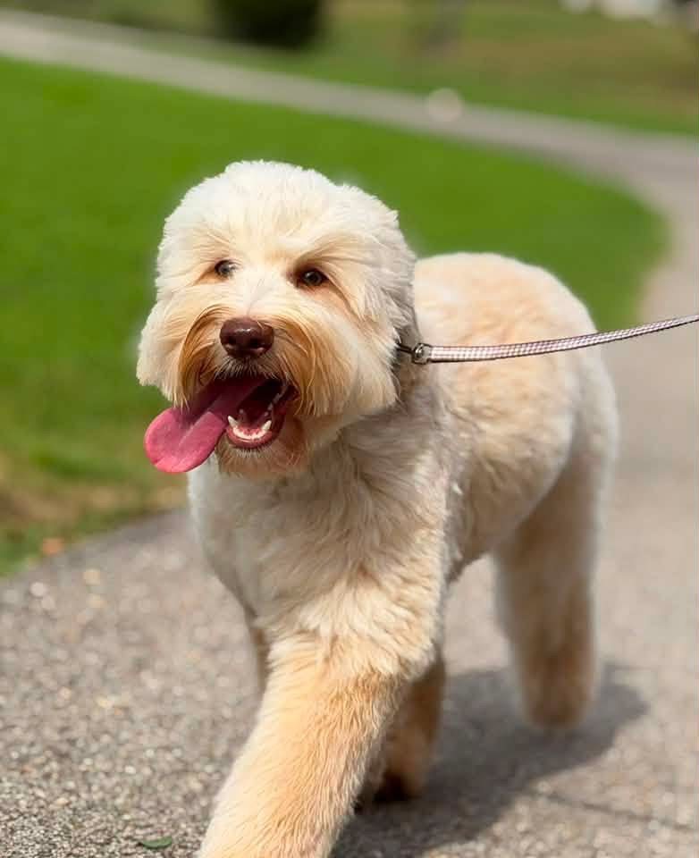 Cream Australian Labradoodle at Tillery Labradoodles