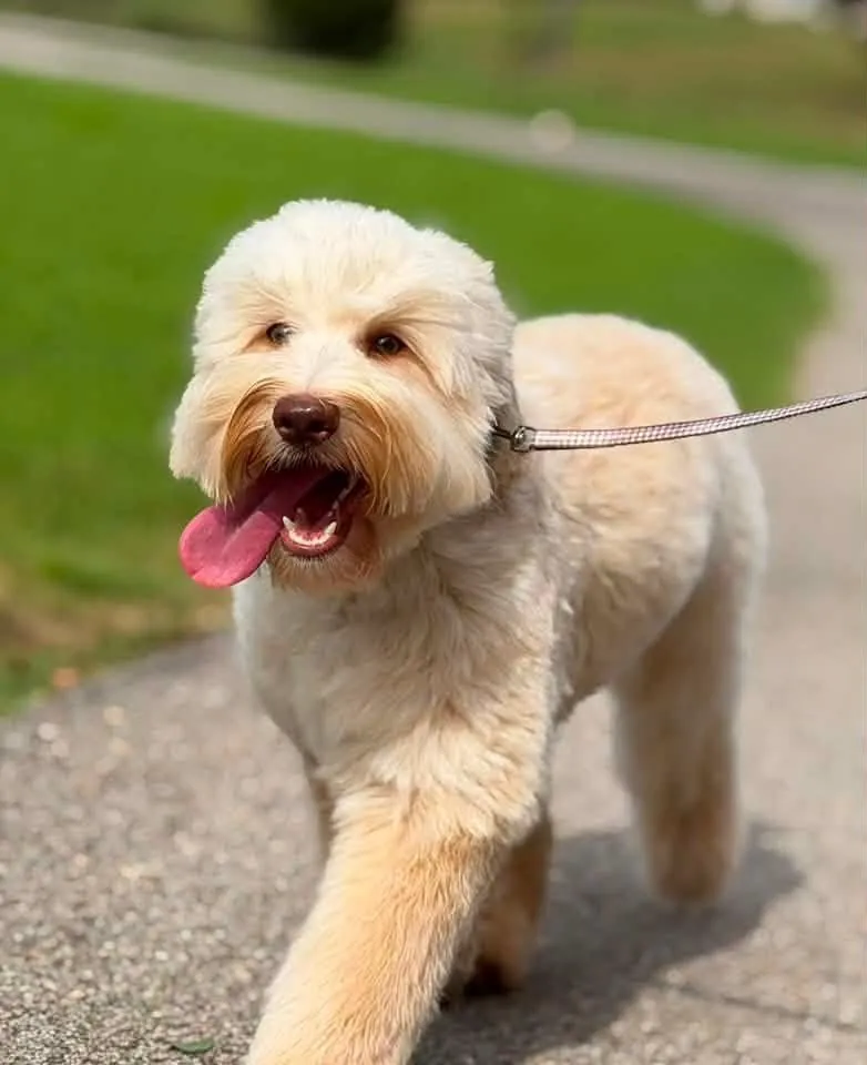 Cream Australian Labradoodle at Tillery Labradoodles
