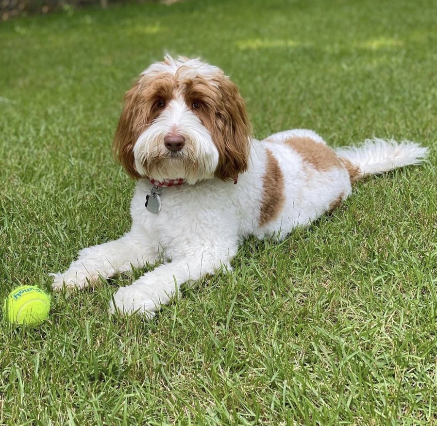 Parti Australian Labradoodle at Tillery Labradoodles