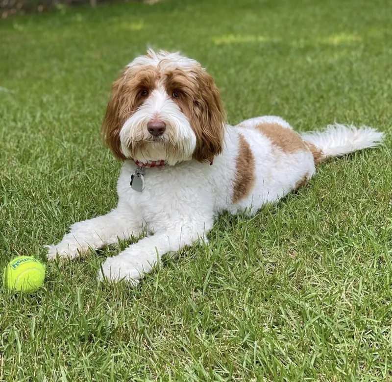 Parti Australian Labradoodle at Tillery Labradoodles