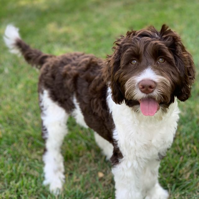 Chocolate Parti Australian Labradoodle at Tillery Labradoodles