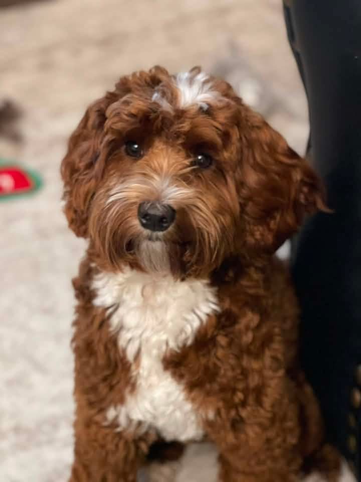 Red Australian Labradoodle at Tillery Labradoodles