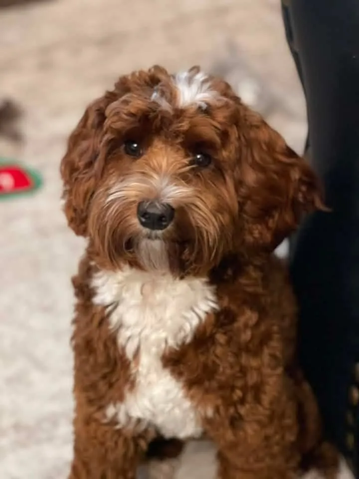 Red Australian Labradoodle at Tillery Labradoodles