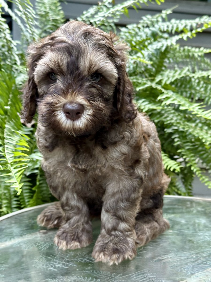 Sable Australian Labradoodle at Tillery Labradoodles