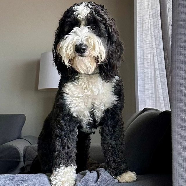 Tuxedo Australian Labradoodle at Tillery Labradoodles