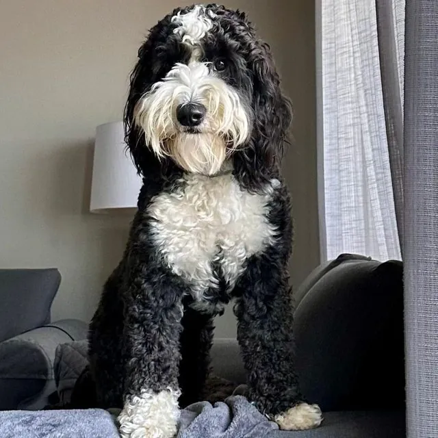 Tuxedo Australian Labradoodle at Tillery Labradoodles