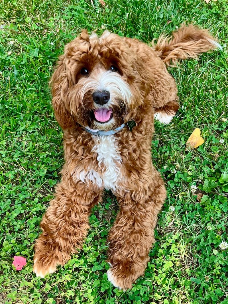 Andi, an apricot fleece Australian Labradoodle