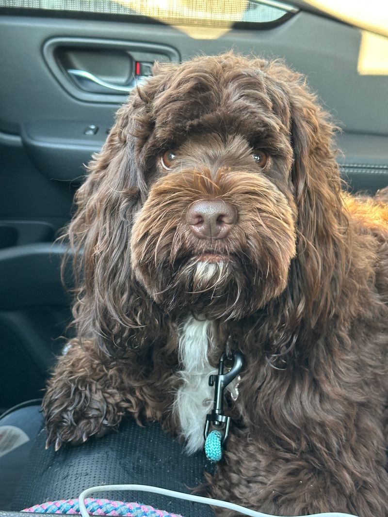 Daisy Duke, a chocolate fleece Australian Labradoodle