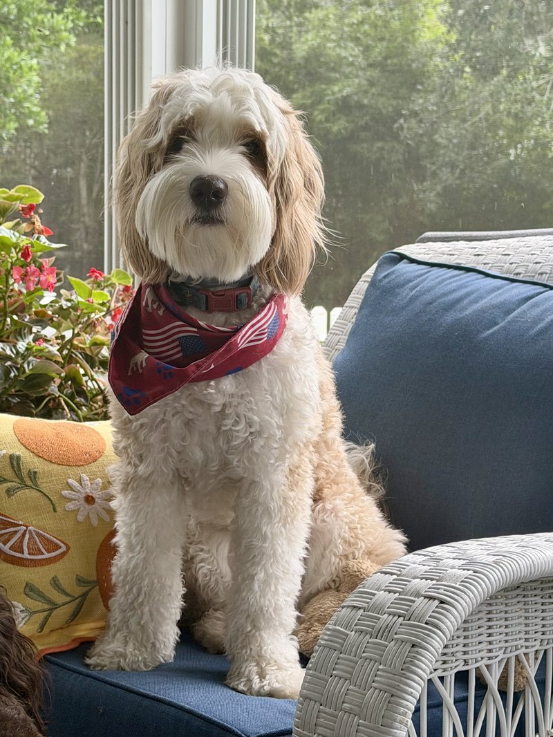 Dolly, an apricot tuxedo Australian Labradoodle, sitting on a porch chair in a red bandana
