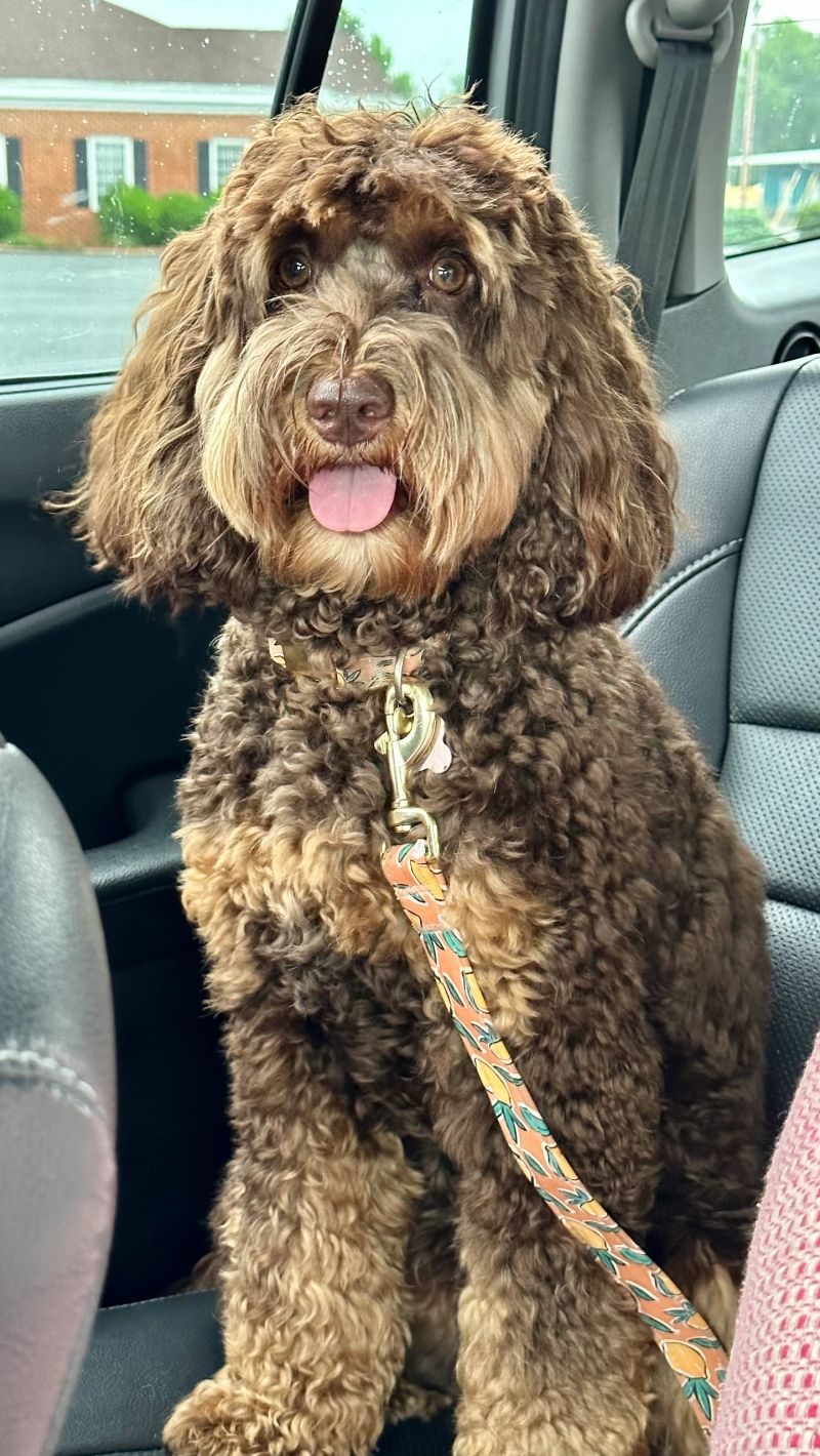 Heidi Brooke, a chocolate phantom parti Australian Labradoodle