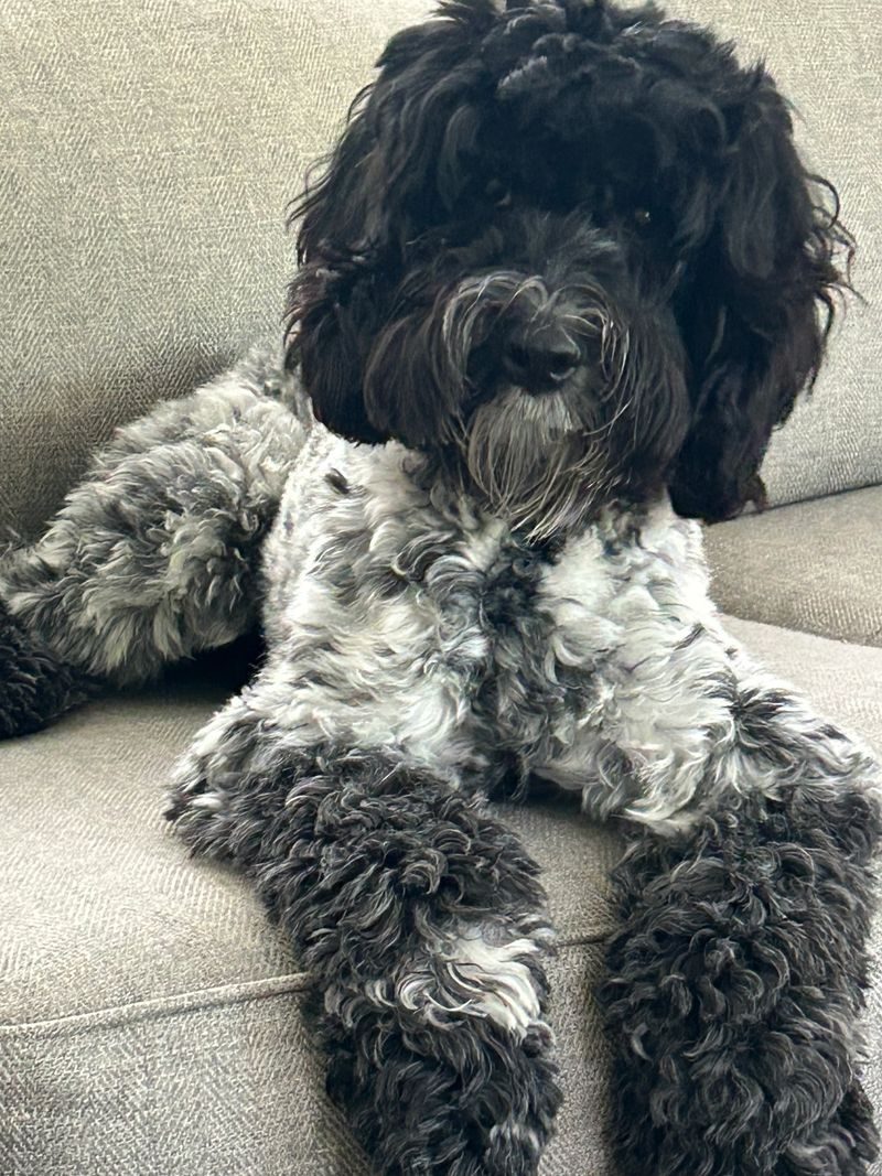 Lady Bird, a black roan fleece Australian Labradoodle