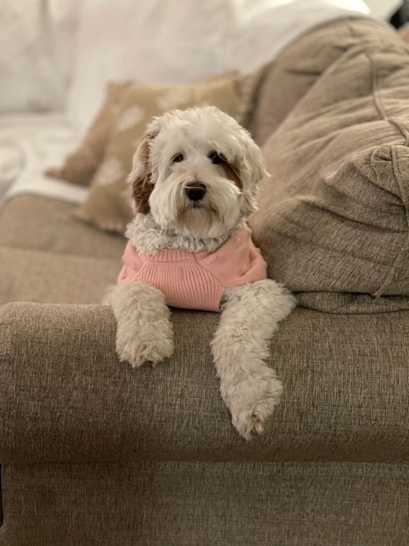 Lottie Mae, a red parti Australian Labradoodle