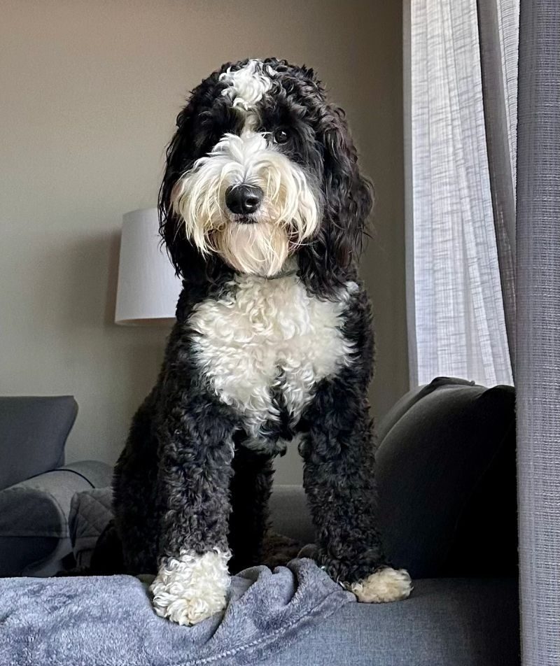 Opal, a black and white tuxedo Australian Labradoodle