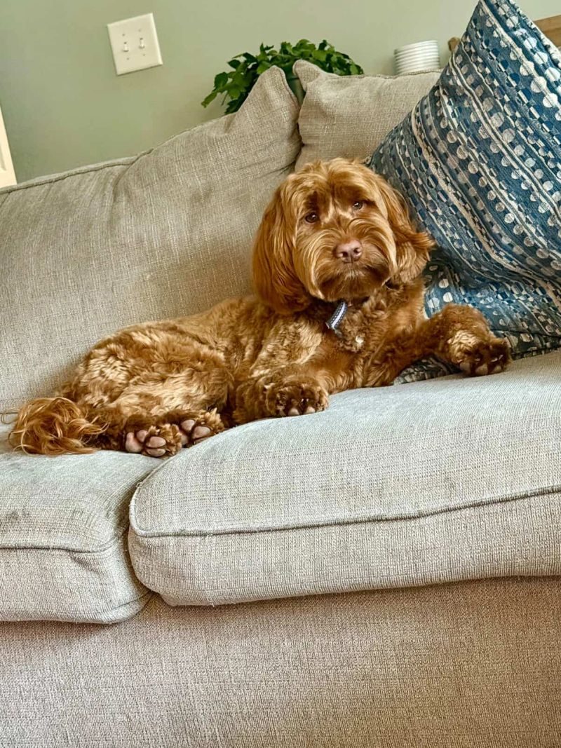 Poppy, a caramel red Australian Labradoodle