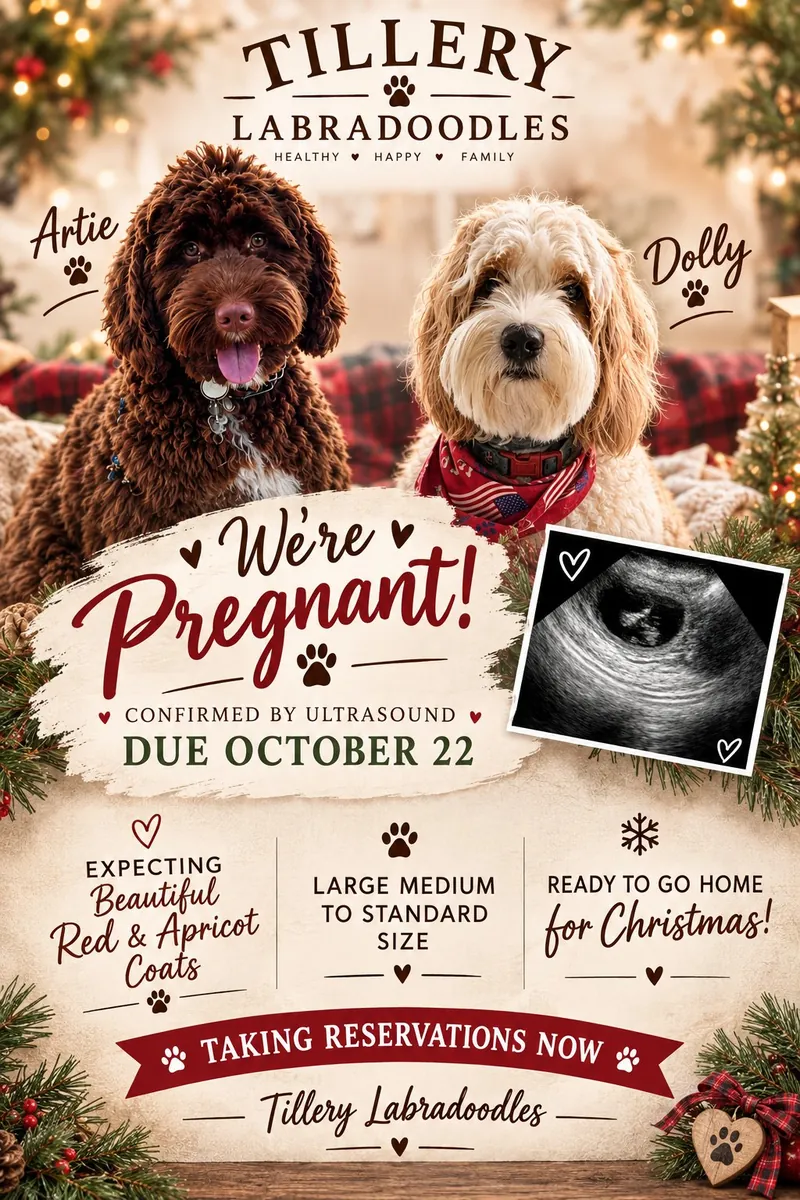 Dolly and Artie are expecting at Tillery Labradoodles — pregnancy confirmed by ultrasound, Australian Labradoodle litter due October 22, red and apricot coats, large medium to standard size, ready to go home for Christmas.