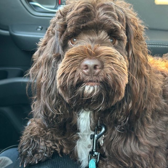 Two chocolate Australian Labradoodles from Tillery guardian homes