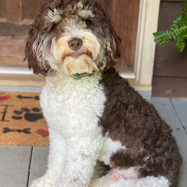 Parti Australian Labradoodle relaxing on the porch of her guardian home