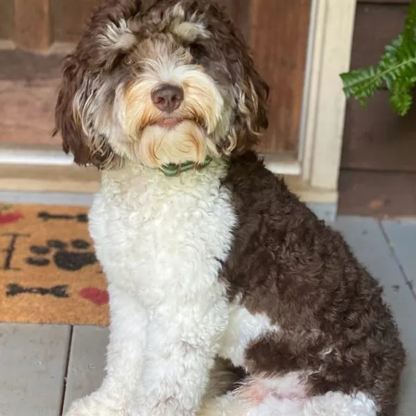 Parti Australian Labradoodle relaxing on the porch of her guardian home