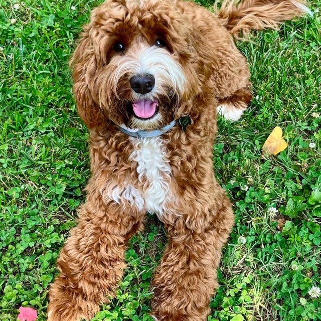 Caramel Australian Labradoodle playing in the yard