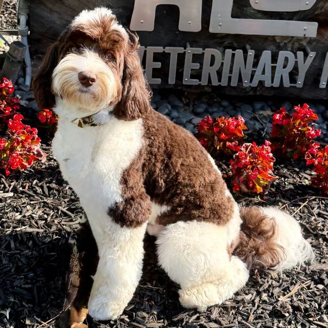 Tillery Labradoodle at a veterinary visit