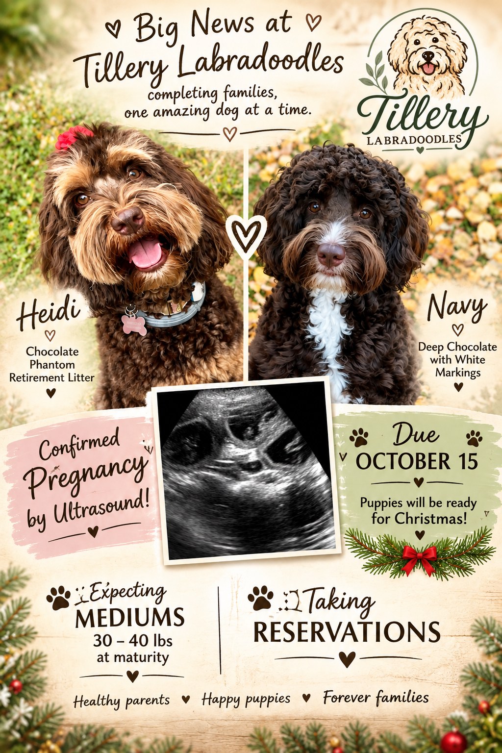 Big news at Tillery Labradoodles — Heidi, a chocolate phantom Australian Labradoodle, and Navy, deep chocolate with white markings, are expecting. Pregnancy confirmed by ultrasound, litter due October 15.