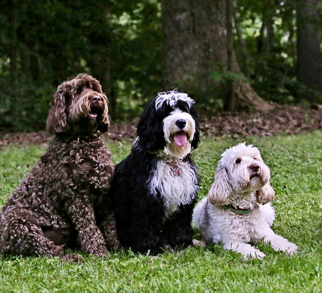 Three adult Australian Labradoodles — chocolate, cream and cafe — sitting together at Tillery Labradoodles in Mount Gilead, North Carolina