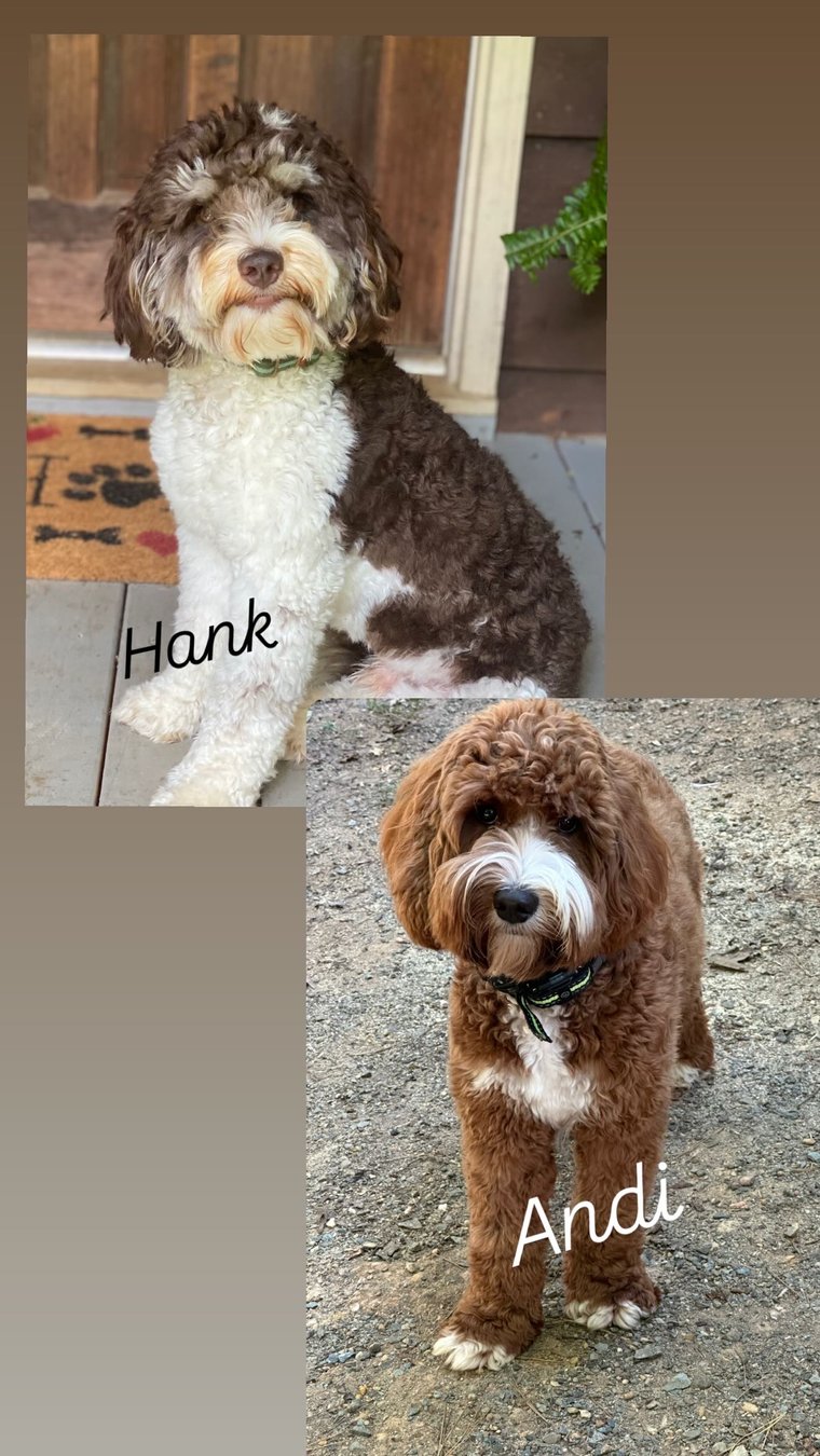 Hank and Andi pairing at Tillery Labradoodles — Australian Labradoodle litter planned for autumn