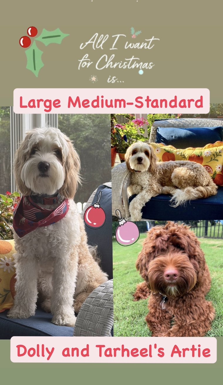 Dolly and Tarheel's Artie pairing announcement — Australian Labradoodle litter due October 22 at Tillery Labradoodles