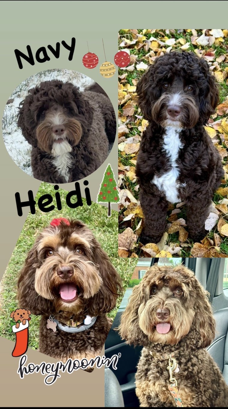 Heidi and Navy honeymoon announcement — Australian Labradoodle litter due October 16 at Tillery Labradoodles