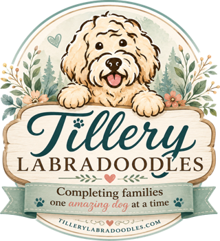 Tillery Labradoodles — completing families one amazing dog at a time