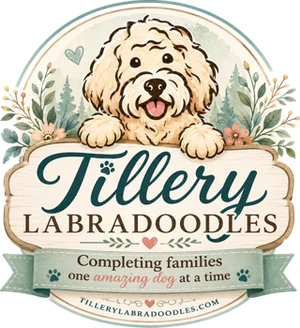 Tillery Labradoodles — completing families one amazing dog at a time