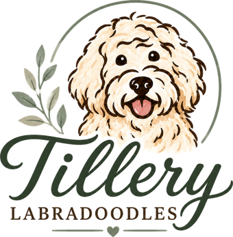 Tillery Labradoodles logo — cream Australian Labradoodle with sage botanical sprig