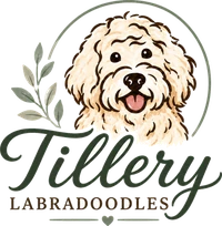 Tillery Labradoodles logo — cream Australian Labradoodle with sage botanical sprig
