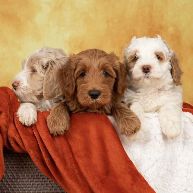 Three caramel Australian Labradoodle puppies on a rust blanket