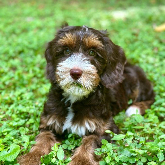 Chocolate and tan Australian Labradoodle puppy lying in clover