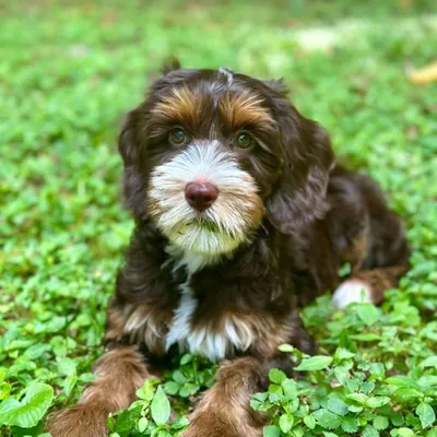 Chocolate and tan Australian Labradoodle puppy lying in clover