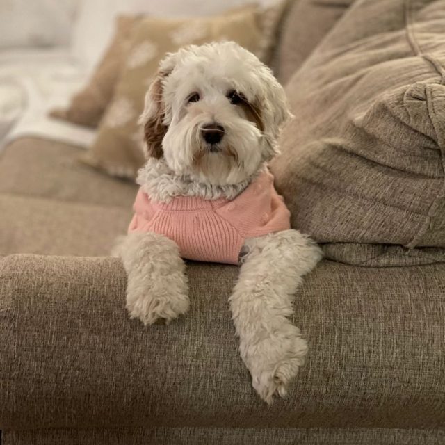 Cream Australian Labradoodle puppy in a pink bandana