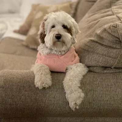 Cream Australian Labradoodle puppy in a pink bandana