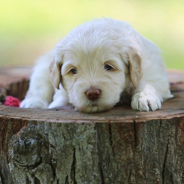 Cream Australian Labradoodle puppy resting on a tree stump
